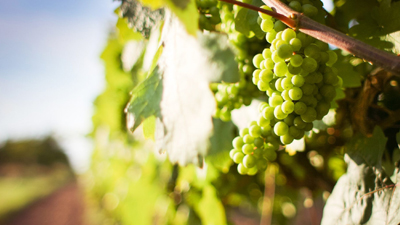 Vin och vandring i Sk�ne